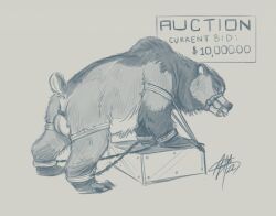 1boy 2022 aerosaur83 anus artist_signature auction ball_stretcher balls ballsack bidding body_fur bondage bondage_gear bound brown_bear chained chains claws cuff_(restraint) feral fluffy_tail genitals grizzly_bear kuruk_(character) male male_only mammal mane mane_hair monochrome muzzle_(object) muzzled raised_tail restraints rope rope_bondage scrotum sketch solo testicles ursid