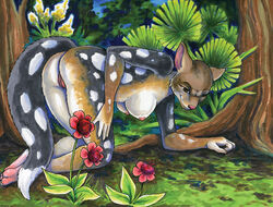 2004 all_fours ayame_emaya breasts female female_only flowers forest fur mammal marsupial nude presenting pussy quoll solo tree