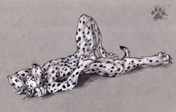 2007 anthro blotch canine canine_penis collaboration colored_background dalmatian fur furry male male_only penis sheath solo tess_garman