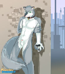 1boy anthro canine collar fur furry greenmonkey male male_only nude penis piercing rainbow sheath solo wolf