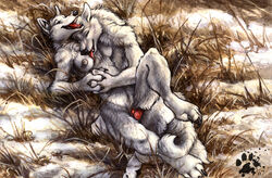 anthro background blotch canine canine_penis collaboration couple female fox fur furry furry_only knot male nude outside penis sex snow spring straight tess_garman thaw tundra vaginal_penetration white_fur wolf