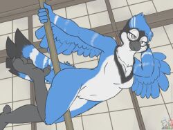 2019 5_fingers anthro arm_markings avian beak bedroom_eyes bird bird_feet bird_legs black_body black_feathers blue_body blue_feathers blue_jay breast_markings breasts chest_markings cleft_of_venus corvid dancing eye_markings eyelashes feathers featureless_breasts female fingers flat_colors grey_beak grey_eyes hand_behind_head head_tuft holding_pole inside jay_(bird) knee_tuft leg_tuft looking_at_viewer markings narrowed_eyes navel neck_markings new_world_jay no_nipples non-mammal_breasts one_leg_up oscine passerine peach_pussy pole pole_between_legs pole_dancing raised_leg sammfeatblueheart seductive signature smile smirk solo tail_feathers tail_markings tuft v_marking white_body white_feathers winged_arms wings