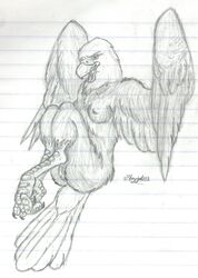 1girls 2003 avian breasts eagle female sketch solo vagina windpaw wings