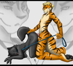 amber_eyes anal anal_sex anthro bent_over canine canine_penis collar feline fur furry gay husky knot leash looking_at_viewer male no_humans nude penetration penis raised_tail sex straydog tail tiger wolf