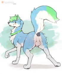 2022 anal anal_sex animal_genitalia anus ass balls blue_body blue_fur blush buttplug buttplug_in_ass buttplug_insertion canid canine canis digital_media_(artwork) domestic_dog feral fully_sheathed fur genitals green_background green_body green_fur green_hair hair hi_res imgonnaloveyou looking_at_viewer looking_back looking_back_at_viewer male male_only male_penetrated mammal multicolored_body multicolored_fur penetration perineum plug_(sex_toy) plug_insertion quadruped sex_toy sex_toy_in_ass sex_toy_insertion sheath simple_background solo white_background white_balls white_body white_fur white_sheath