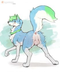 2022 animal_genitalia anus ass balls blue_body blue_fur blush canid canine canis digital_media_(artwork) domestic_dog feral fully_sheathed fur genitals green_background green_body green_fur green_hair hair hi_res imgonnaloveyou looking_at_viewer looking_back looking_back_at_viewer male mammal multicolored_body multicolored_fur perineum quadruped sheath simple_background solo white_background white_balls white_body white_fur white_sheath