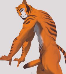 absurd_res anthro ekzonzz felid feline fur fur_markings genitals hi_res male male_only mammal markings muscular muscular_anthro muscular_male pantherine penis rimba_racer riq_(rimba_racer) solo tiger