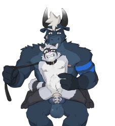 2021 abs anal anthro balls big_penis bite blue_markings bovid bovine cattle chastity_cage chastity_device collar dominant dominant_male duo ear_bite gato_matero genitals grimace hair hi_res leash male male/male mammal markings nipples pecs penis procyonid raccoon scar shoulder_tuft simple_background size_difference stomach_bulge submissive submissive_male tuft white_background white_hair