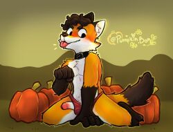 anthro autumn balls blush canid canine canis clothed clothing digital_media_(artwork) erection food fox fruit fur genitals good_boy hair looking_at_viewer male male/male mammal nude penis plant pumpkin pumpkinbon raul_(pumpkinbon) simple_background smile solo solo_focus white_body young