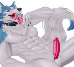 balls bara belly_button biceps black_claws black_nose blank_background blue_eyes brand_new_animal canid canine canine_teeth claws collar collar_only completely_naked completely_naked_male completely_nude completely_nude_male crotch_tuft eight_pack erect_penis erection fangs fluffy_tail full_color furry gray_wolf grey_fur humanoid_penis laying_on_side male_only mammal muscular_male neck_tuft no_nipples no_nipples_visible nudity open_mouth penis red_penis saliva seductive_pose sharp_teeth shirou_ogami solo_focus solo_male studio_trigger testicles thighs tongue_out two_tone_fur uncensored white_background white_fur wolf wolf_ears wolf_tail