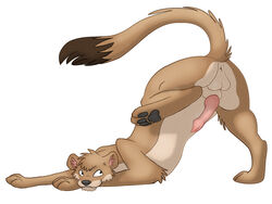 anus avoidable_anatomy_mistake balls feline feral kisu male male_only mikachu penis presenting raised_tail solo stoat tail