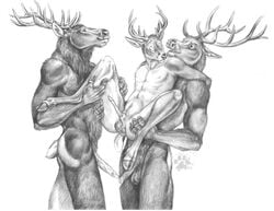 anal blotch buck cervine deer erection furry furry_only gay male penis reindeer threesome