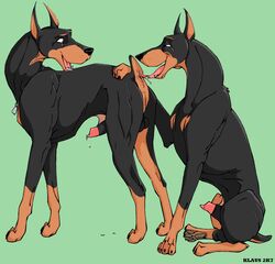 anal canine doberman canine feral gay klaus_doberman knot male oral penis two