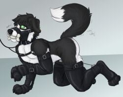 all_fours anthro armwear black_body black_fur blue_background bondage bone_gag border_collie canid canine canis chastity_cage chastity_device clothing collar collie domestic_dog ear_piercing elbow_gloves fur gag gagged gloves green_eyes handwear harness herding_dog leash leashed_collar leashed_harness leather leather_armwear leather_clothing leather_elbow_gloves leather_gloves leather_handwear leather_legwear leather_thigh_highs legwear male mammal muzzle_(object) muzzled pastoral_dog petplay piercing pisspet puppyplay roleplay sheepdog simple_background solo submissive submissive_anthro submissive_male thigh_highs white_body white_fur