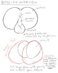 anus ass ass_focus backsack balls educational filthyopossum perineum scrotum tagme taint tutorial