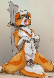 2022 anthro balls begging begging_pose blindfold bound canid canine canis chastity_cage chastity_device chest_tuft collar domestic_dog fur genitals hi_res humanoid_genitalia humanoid_penis kneeling lock male mammal nude open_mouth orange_body orange_fur padlock penis pose rain420 solo tongue tongue_out tuft white_body white_fur