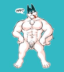 1boy 2d anthro balls bara bashira_o blush canine censored_penis dog_treat doggo_(undertale) domestic_dog flaccid furry gay male male_only nude penis solo solo_male text undertale undertale_(series) video_games