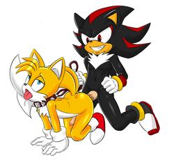 anal ass balls black_fur collar drool gay kyoshinhei leash male male_only on_all_fours orange_fur penis red_fur shadow_the_hedgehog simple_background sonic_(series) tails white_background yaoi