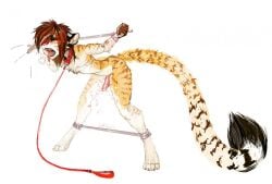 anklav anthro closed_eyes dipstick_tail felid fur genitals girly hair jeffusherb leash_and_collar male mammal markings open_mouth pantherine penis restraints simple_background solo spreader_bar tail_markings tiger tongue tongue_out whiskers white_background