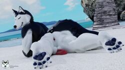 3d 3d_(artwork) anthro ass asshole asshole_opened_wide balls beach dick furaffinity furry husky looking_at_viewer mrmuskyhusky mrmuskyhusky_(character) pawpads paws