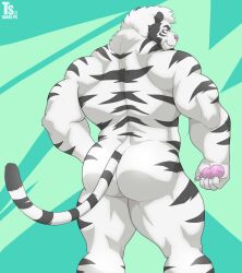 anthro ass bara barazoku felid feline furry looking_back male male_only muscles muscular solo solo_male striped_fur stripes tail tiger tylerstark white_fur white_tiger