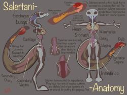 anatomy anatomy_reference anthro areola big_tail bone breasts cartilage creature_index female genitals hi_res long_neck model_sheet non-mammal_breasts nude organs original_content ovaries penetration pussy salertani scalie secretions skeleton small_waist solo standing text thick_thighs vaginal_penetration vike_mike