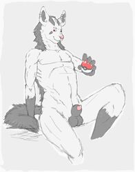 anthro balls canine color fur furry furry_ears furry_tail grey_fur holding hyena male male_only mane mightyena nintendo nude penis piercing pointy_ears poke_ball pokemon sheath sitting sixsydes solo tail testicles video_games