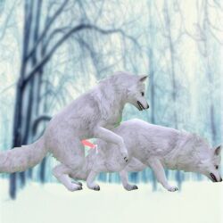 3d 69 arctic_fox black_nose canine cum cum_drip feral feral_on_feral fluffy fur furry_ears furry_tail horny in_heat monoheatfox quadruped sussy white_fur wildcraft wolf wolf_ears wolf_tail yellow_eyes zoophilic