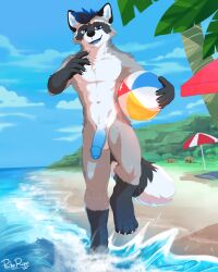 anthro ball beach beach_ball beach_umbrella blue_eyes blue_hair blue_penis claws defus_(defus) erection foreskin fur genitals grey_body grey_fur hair hi_res highlights_(coloring) inflatable inner_ear_fluff looking_at_viewer male male_only mammal outside pache_riggs palm_tree penis plant procyonid raccoon sea seaside solo tree tuft walking water whiskers white_body white_fur