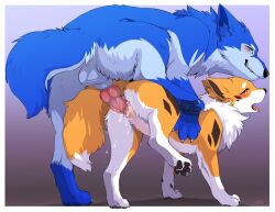 anatomically_correct anatomically_correct_genitalia anatomically_correct_pussy animal_genitalia animal_penis animal_pussy belly blue_body blue_eyes blue_fur blue_legs blush canid canine canis diamond_(marking) dom/sub duo female female_penetrated feral fluffy fox fur fur_markings genitals kitsuneinu male male/female male_penetrating male_penetrating_female mammal markings open_mouth orange_body orange_fur pawpads paws penetration penile penile_penetration penis penis_in_pussy pussy sex tsukune_minaga vaginal_penetration vaginal_penetration white_belly