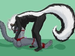 absurd_res anthro anthro_pred anthro_prey bdsm black_body black_fur bondage bound bound_prey breasts duo ear_piercing ear_ring felid female female_anthro female_pred fur genitals green_background grey_body grey_fur head_first hi_res male male/female male_anthro male_prey mammal markings mephitid nipples nude nude_anthro nude_female onyx_(strega) oral_vore partially_inside penis piercing retractable_claws ring_piercing same_size_vore simple_background skunk strega striped_markings striped_tail stripes submissive submissive_male tail tail_markings vore white_body white_fur