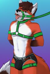 1boy absurd_res anthro armband bondage bulge canid canine clothing detailed_bulge fox foxzor harness hi_res jockstrap leash looking_at_viewer male male_only mammal matthew_(oop1oop2) solo text underwear