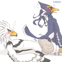 animal_genitalia anthro athletic athletic_anthro athletic_male avian beak blue_body blue_feathers blush breath_of_the_wild cloaca cloacal cloacal_penetration duo embarrassed feathers genitals japanese_text kusachi looking_pleasured male male/male nintendo nude on_bottom on_top penetration revali reverse_cowgirl_position rito sex talons teba_(tloz) text the_legend_of_zelda white_body white_feathers yellow_beak