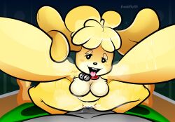 animal_crossing anthro anthro_penetrated breasts canid canine canis cowgirl_position featureless_breasts female female_focus female_penetrated fur furry hi_res isabelle_(animal_crossing) male male/female male_penetrating male_penetrating_female male_pov naked nintendo nude pov pov_eye_contact sex solo_focus tongue video_games voidsdroids voidsfluffs