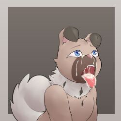 <3_eyes 1:1 absurd_res ambiguous_gender anthro begging blue_eyes bodily_fluids canid canine canine_teeth canis chest_tuft cum cum_in_mouth cum_inside domestic_dog fangs fluffy fluffy_tail generation_7_pokemon genital_fluids glistening glistening_eyes heart hi_res i_will_dance_only_if_the_beat_is_funky invalid_tag looking_up mammal neck_tuft nintendo pokémon_(species) pokemon pokemon_(species) rockruff solo tail teeth tongue tongue_out tuft