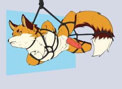 absurd_res anthro big_tail bondage bondage bound canid canine captured corginamedbruno digital_media_(artwork) erection fox fur genitals hi_res knot lox_keeki male mammal nude penile penis restraints rope rope_bondage rope_harness simple_background solo submissive tail ych_result