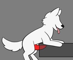 animated canid canine catboyjail feral fur furry furry_only knot knotting male male_only mammal penetrable_sex_toy penis sex_toy short_playtime solo tail tongue tongue_out white_body white_fur