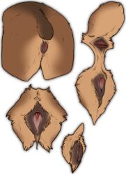 anatomically_correct anatomically_correct_genitalia anatomically_correct_pussy animal_genitalia animal_pussy anus ass bear brown_bear female feral genitals grizzly_bear hi_res kuruk_(character) mammal pussy raised_tail rear_view solo spread_pussy spreading stygimoloch_(artist) tail ursine ursine_pussy