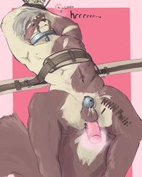 2024 anal anal_sex anthro balls blush blush_lines bodily_fluids body_writing bound broken_key brown_body brown_fur canid canine canis chastity_cage chastity_device chastity_key collar coyote cum cum_while_chaste cum_while_penetrated cumshot dddiago diago_(dddiago) digital_drawing_(artwork) digital_media_(artwork) duo ejaculation english_description english_text fur genital_fluids genitals hands_above_head hands_tied hi_res lock male mammal metal_chastity_cage metal_collar muzzle_(object) muzzled nub_chastity_cage padlock padlocked_collar penetration penile penile_penetration penis_in_ass tan_body tan_fur text trapped wearing_chastity_cage wearing_chastity_device wearing_collar