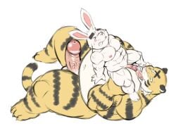 2023 anthro balls belly big_belly bodily_fluids closed_eyes cum duo ejaculation erection felid genital_fluids genitals hupi1008 kemono lagomorph leporid lying male male/male mammal moobjob muscular overweight overweight_male pantherine penis penis_size_difference rabbit tiger