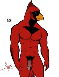 2020 anthro avian balls beak bgn bird cardinal_(bird) circumcised circumcision_scar feathers flaccid fur genital_scar genitals glans hi_res humanoid_genitalia humanoid_penis male navel nipples northern_cardinal nude oscine passerine pecs penis pubes scar simple_background solo standing white_background yellow_beak