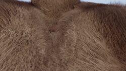 3d_(artwork) 3d_animation animated anus ass bear bokonus brown_bear digital_media_(artwork) feral grizzly_bear hair kuruk_(character) male mammal mane mane_hair mikeiscool12345 perineum raised_tail rear_view solo tail ursine walk_cycle walking