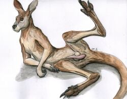 2017 anatomically_correct anatomically_correct_genitalia animal_genitalia animal_penis ass balls balls_above_penis brown_body brown_fur claws erection feet feral fur genitals kangaroo lizet lying macropod male mammal marsupial marsupial_balls marsupial_penis nude on_side pawpads paws penis presenting presenting_hindquarters presenting_penis raised_leg solo spread_legs spreading tapering_penis