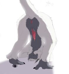 1boy anatomically_correct anatomically_correct_penis animal_genitalia animal_penis anthro anus aroused ass baboon baboon_penis baboon_tail bare_ass claws cock cum dick ear erect erection exposed_anus exposed_penis exposing fluff fluffy furry furry_male furry_only genital_slit grey_connors_(character) grey_skin hands_behind_head haplorhine hybrid kobold leaking male monkey monkey_boy monkey_feet monkobold penis pink_anus pink_penis pose posing precum prehensile_feet primate primate_feet primate_genitalia primate_penis remskullix slit solo tail tailhole upside-down white_background white_body white_fur yellow_eyes