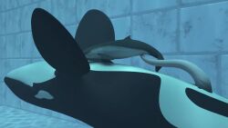 3d ambiguous_gender animated dolphin feral fully_submerged hi_res highres male no_sound oceanic_dolphin orca size_difference size_play stomach_bulge tagme tasuric toothed_whale video