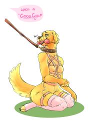 anthro bird_dog bodily_fluids breasts canid canine canis clothing collar dog_toy domestic_dog female golden_retriever goldie_(saradrawsart) good_girl harness hi_res hunting_dog leash leash_pull legwear mammal petplay praise_kink retriever roleplay saliva saradrawsart small_breasts solo submissive submissive_female thigh_highs