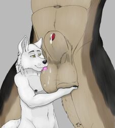 animal_genitalia anthro ball_fondling balls canid canine canis cj_fauxx~ duo fondling genitals hi_res hyper lazywolf licking male male/male mammal sheath size_difference tongue tongue_out were werecanid werecanine werewolf wolf woofy