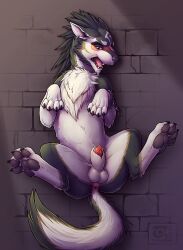 animal_genitalia animal_penis anus balls blush canid canine canine_genitalia canine_penis canis chains claws countershade_face countershade_fur countershade_tail countershade_torso countershading ear_piercing fangs feral fur genitals hi_res male mammal nintendo open_mouth pawpads paws penis piercing poking_out quadruped sheath solo spread_legs spreading tail teeth the_legend_of_zelda thesecretcave tongue twilight_princess wolf wolf_link