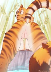 absurd_res anthro ass bamboo bamboo_forest dreamworks felid female forest fur genitals hi_res kung_fu_panda looking_back low-angle_view mammal master_tigress orange_body orange_fur outside pantherine plant presenting presenting_hindquarters pussy rear_view solo striped_body striped_fur stripes tiger tree vincher water