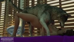 1animal 1girls aloy ambiguous_penetration animal_genitalia animal_penis animated bottom_up_top_down breasts canine canine_genitalia canine_penis duo female female_human/male_feral feral genitals horizon_zero_dawn male male/female missionary missionary_position nude penis sinlesscelery sony_corporation sony_interactive_entertainment wolf zoophilia